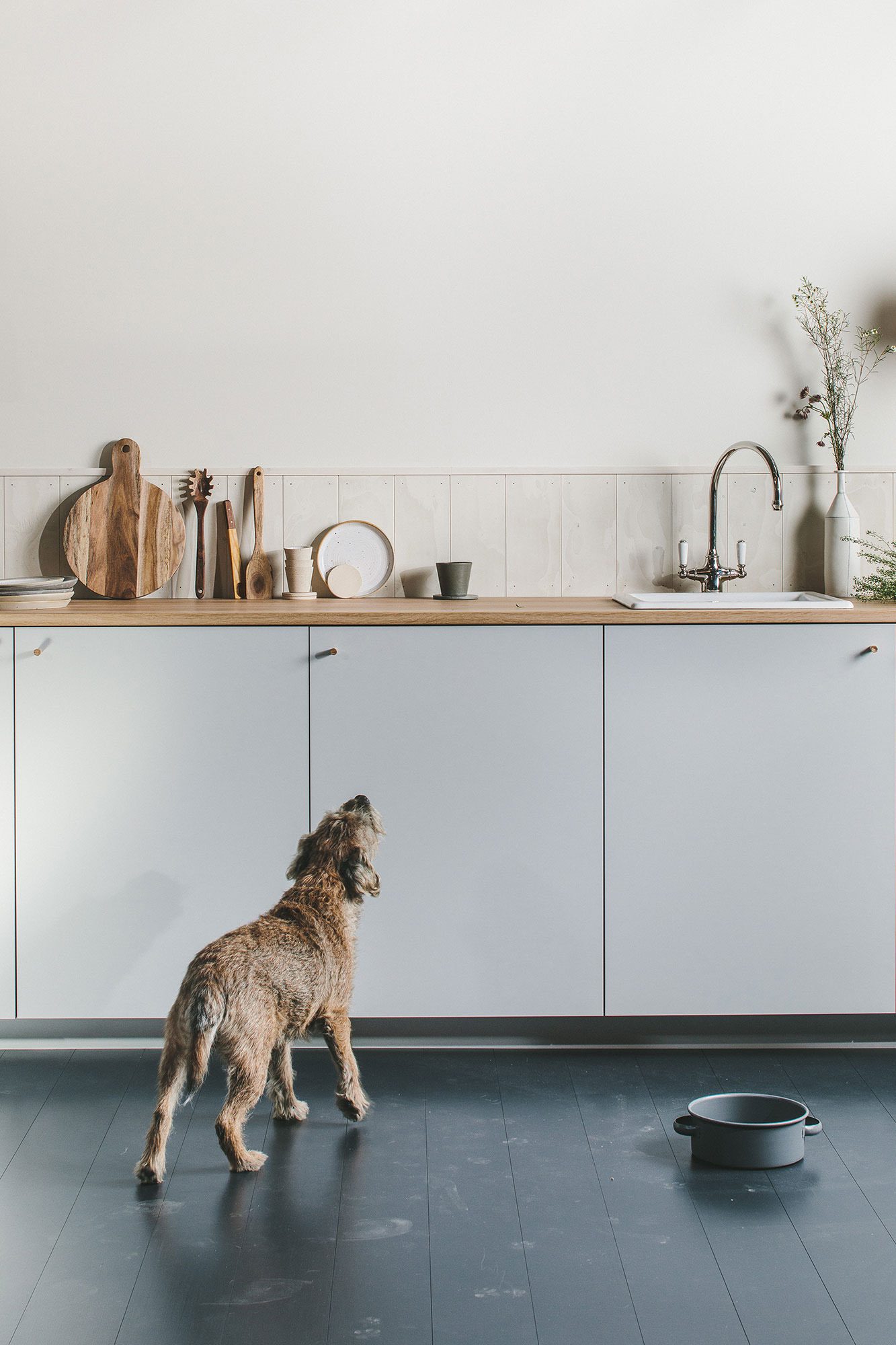 An image of a dog looking up at a kitchen counter.