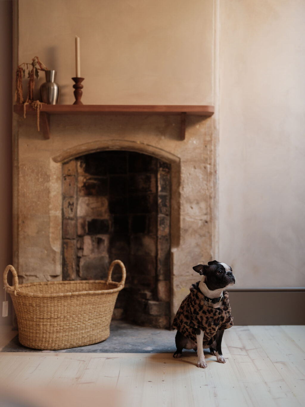 A black and white dog in a cheetah print print jumper sat in front of a stone fireplace next to a wicker basket.